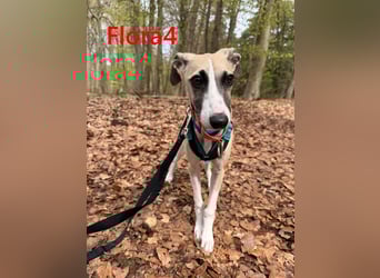 Flora4 geb. 11/2025 (in Deutschland) - wunderschöne, unkomplizierte Junghündin!