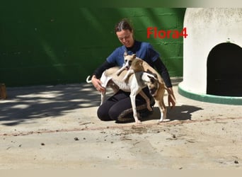 Flora4 geb. 11/2025 (in Deutschland) - wunderschöne, unkomplizierte Junghündin!