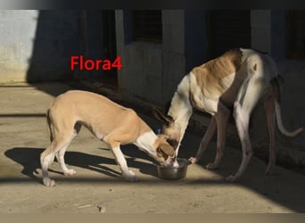 Flora4 geb. 11/2025 (in Deutschland) - wunderschöne, unkomplizierte Junghündin!