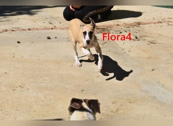 Flora4 geb. 11/2025 (in Deutschland) - wunderschöne, unkomplizierte Junghündin!