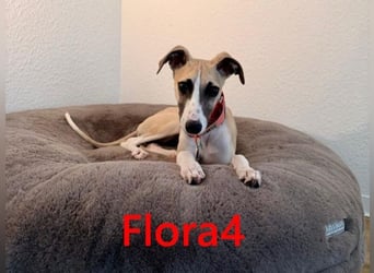 Flora4 geb. 11/2025 (in Deutschland) - wunderschöne, unkomplizierte Junghündin!