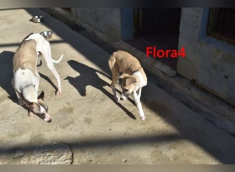 Flora4 geb. 11/2025 (in Deutschland) - wunderschöne, unkomplizierte Junghündin!