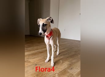 Flora4 geb. 11/2025 (in Deutschland) - wunderschöne, unkomplizierte Junghündin!