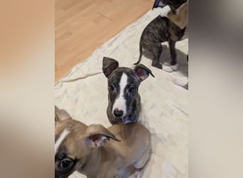 Muntere Whippetwelpen suchen sportlichen Sofaplatz!