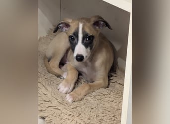 Muntere Whippetwelpen suchen sportlichen Sofaplatz!