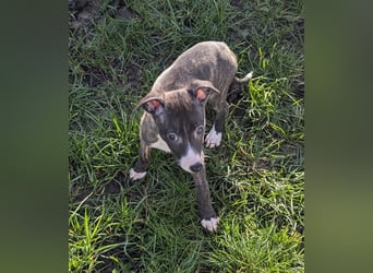 Muntere Whippetwelpen suchen sportlichen Sofaplatz!