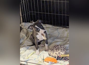 Muntere Whippetwelpen suchen sportlichen Sofaplatz!