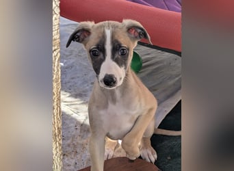 Muntere Whippetwelpen suchen sportlichen Sofaplatz!