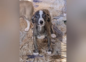 Muntere Whippetwelpen suchen sportlichen Sofaplatz!