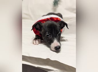 Muntere Whippetwelpen suchen sportlichen Sofaplatz!