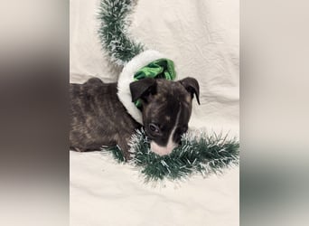 Muntere Whippetwelpen suchen sportlichen Sofaplatz!