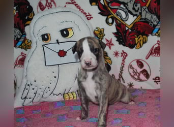 Bildschöne Whippetwelpen 2 Rüden und 1 Hündin 