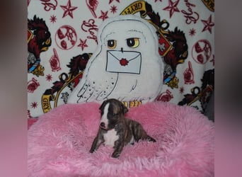 Bildschöne Whippetwelpen 2 Rüden und 1 Hündin 