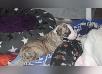 Bildschöne Whippetwelpen 2 Rüden und 1 Hündin 