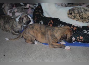 Bildschöne Whippetwelpen 2 Rüden und 1 Hündin 