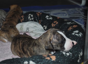 Bildschöne Whippetwelpen 2 Rüden und 1 Hündin 