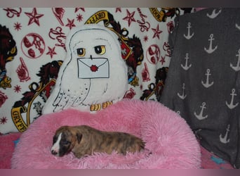 Bildschöne Whippetwelpen 2 Rüden und 1 Hündin 