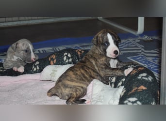 Bildschöne Whippetwelpen 2 Rüden und 1 Hündin 