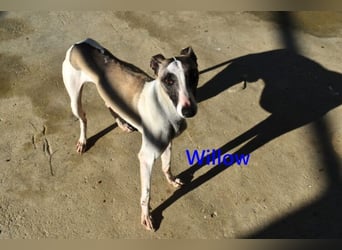 Willow geb. 03/2025 (ESP) - freundlicher, verspielter und sehr sozialer Whippet sucht ein Zuhause!