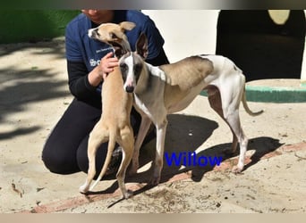 Willow geb. 03/2025 (ESP) - freundlicher, verspielter und sehr sozialer Whippet sucht ein Zuhause!
