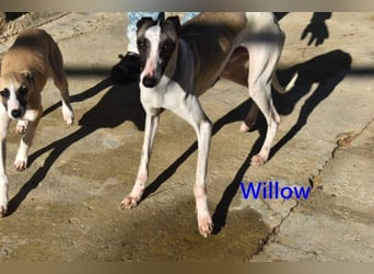 Willow geb. 03/2025 (ESP) - freundlicher, verspielter und sehr sozialer Whippet sucht ein Zuhause!