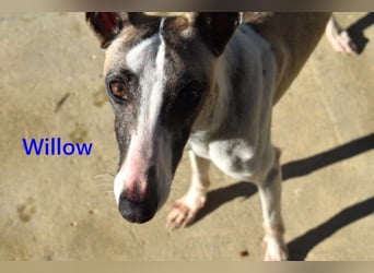 Willow geb. 03/2025 (ESP) - freundlicher, verspielter und sehr sozialer Whippet sucht ein Zuhause!
