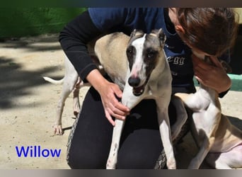Willow geb. 03/2025 (ESP) - freundlicher, verspielter und sehr sozialer Whippet sucht ein Zuhause!
