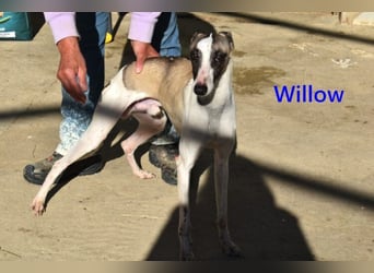 Willow geb. 03/2025 (ESP) - freundlicher, verspielter und sehr sozialer Whippet sucht ein Zuhause!