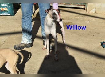 Willow geb. 03/2025 (ESP) - freundlicher, verspielter und sehr sozialer Whippet sucht ein Zuhause!