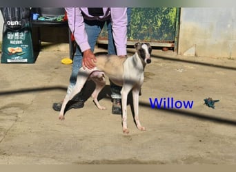 Willow geb. 03/2025 (ESP) - freundlicher, verspielter und sehr sozialer Whippet sucht ein Zuhause!
