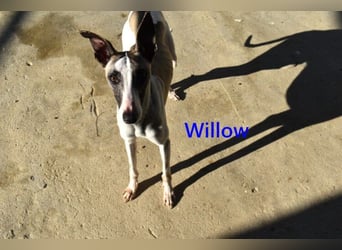 Willow geb. 03/2025 (ESP) - freundlicher, verspielter und sehr sozialer Whippet sucht ein Zuhause!