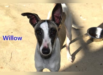 Willow geb. 03/2025 (ESP) - freundlicher, verspielter und sehr sozialer Whippet sucht ein Zuhause!