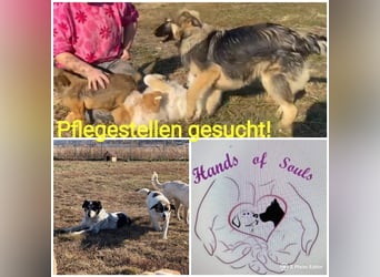 Wir suchen dringend Pflegestellen