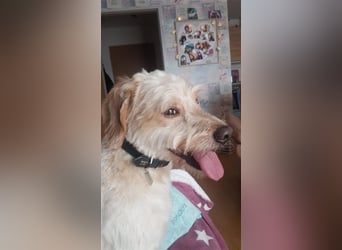 Wir suchen Pflegestellen