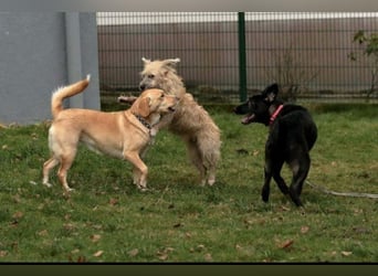 Wir suchen zuverlässige Pflegestellen ❗❗