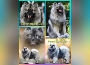 Wurfankündigung von Wolfsspitzwelpen