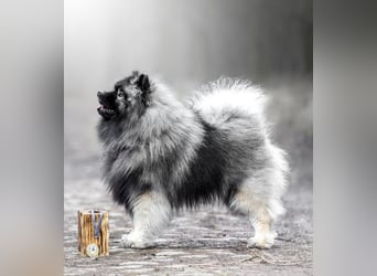 Wurfankündigung von Wolfsspitzwelpen