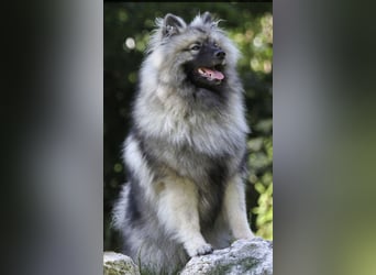 Wurfankündigung von Wolfsspitzwelpen