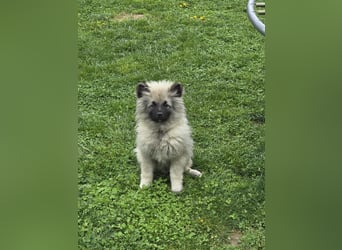 Wolfsspitz