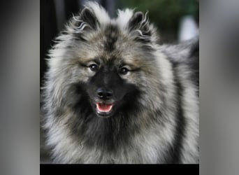 Wolfsspitz-Welpen suchen ihr Herzenszuhause