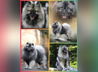 Wolfsspitz-Welpen suchen ihr Herzenszuhause