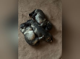 Wolfsspitz-Welpen suchen ihr Herzenszuhause