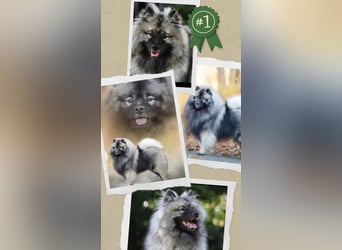 Wurfankündigung von Wolfsspitzwelpen