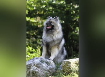 Wolfsspitz-Welpen suchen ihr Herzenszuhause