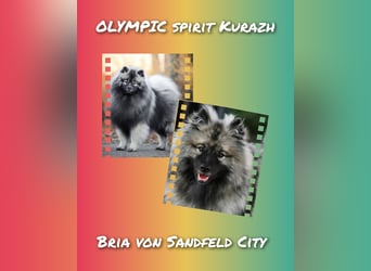 Wolfsspitz-Welpen suchen ihr Herzenszuhause