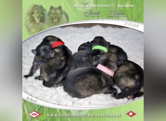 Wurfankündigung Wolfsspitz-Welpen