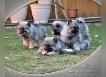 Wolfsspitz-Welpen (abgabebereit)