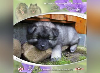 Wurfankündigung Wolfsspitz-Welpen