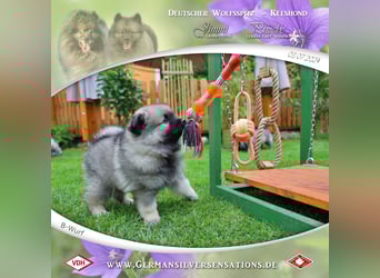 Wurfankündigung Wolfsspitz-Welpen