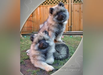 Wolfsspitz-Welpen (abgabebereit)